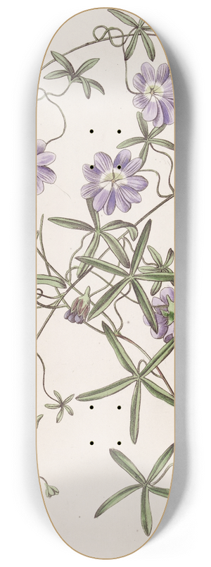 Sydenham Edwards - Blue Nasturtium 8.25 inch art skate deck