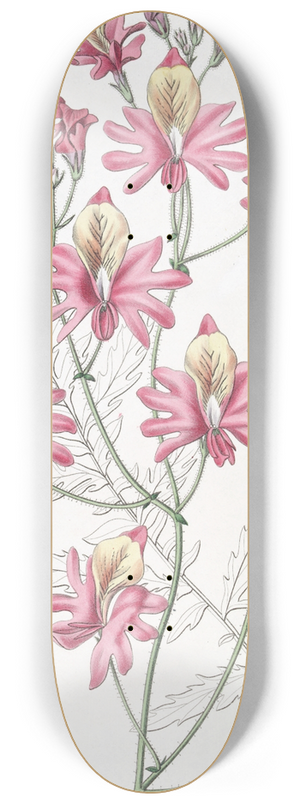 Sydenham Edwards - Blunt-petalled Schizanthus 8.25 inch art skate deck