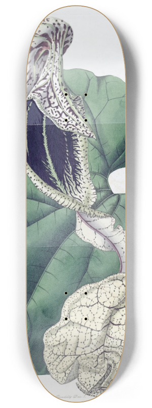Sydenham Edwards - Boat-flowered Birthwort 8.25 inch art skate deck
