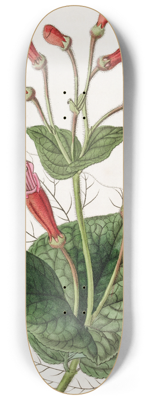 Sydenham Edwards - Brick-red Gesnera 8.25 inch art skate deck