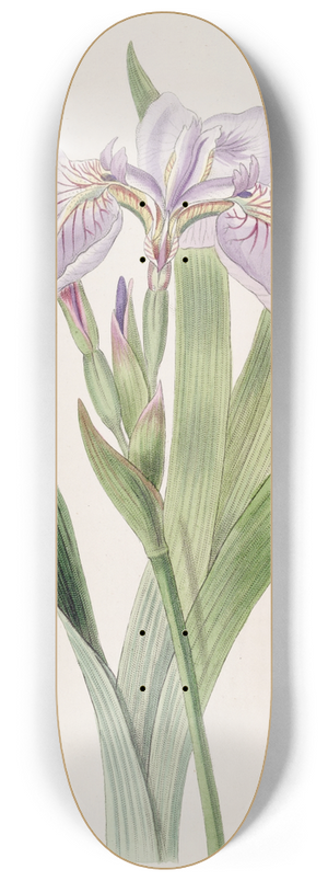 Sydenham Edwards - Bristle-tipped Iris 8.25 inch art skate deck