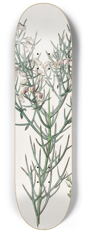 Sydenham Edwards - Bristling Colletia 8.25 inch art skate deck