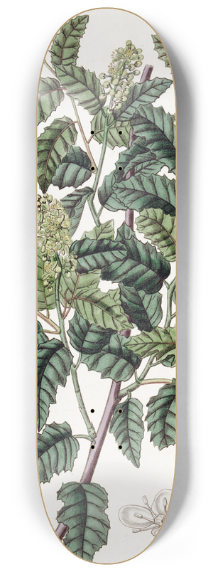 Sydenham Edwards - Broad-leaved Duvaua 8.25 inch art skate deck