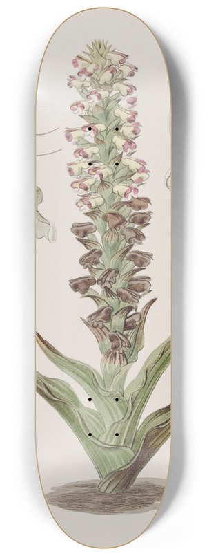 Sydenham Edwards - Broomrape Corycium 8.25 inch art skate deck