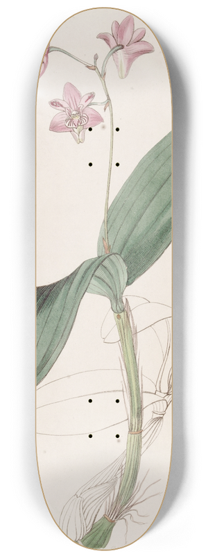 Sydenham Edwards - Captain Kings Dendrobium 8.25 inch art skate deck