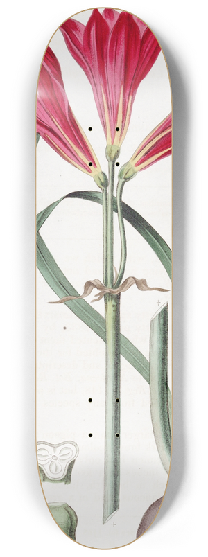 Sydenham Edwards - Carmine Amaryllis 8.25 inch art skate deck