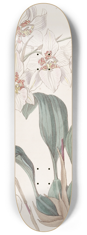 Sydenham Edwards - Cervantes Tooth-tongue 8.25 inch art skate deck