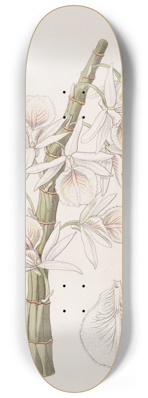 Sydenham Edwards - Chalk-white Dendrobe 8.25 inch art skate deck