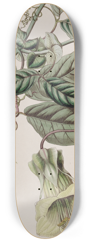 Sydenham Edwards - Changeable Cobaea 8.25 inch art skate deck