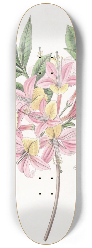 Sydenham Edwards - Changeable Pontic Azalea 8.25 inch art skate deck
