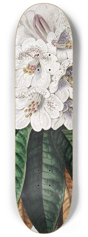 Sydenham Edwards - Cinammon-coloured Tree Rhododendron 8.25 inch art skate deck