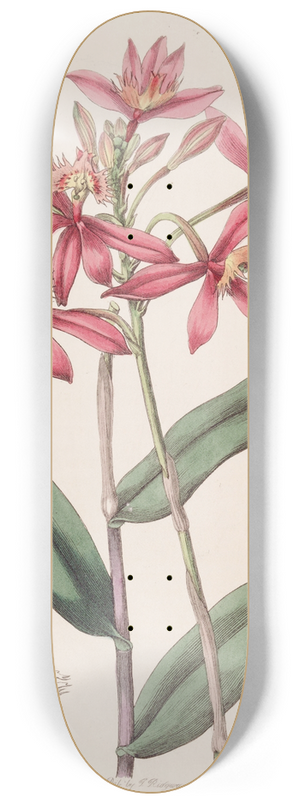 Sydenham Edwards - Cinnabar Epidendrum 8.25 inch art skate deck