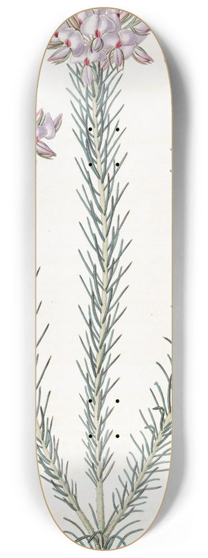 Sydenham Edwards - Clustered Burtonia 8.25 inch art skate deck