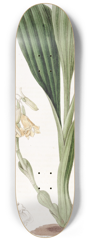 Sydenham Edwards - Clustered Calanthe 8.25 inch art skate deck