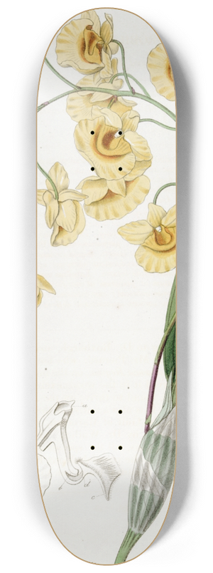 Sydenham Edwards - Clustered Dendrobium 8.25 inch art skate deck