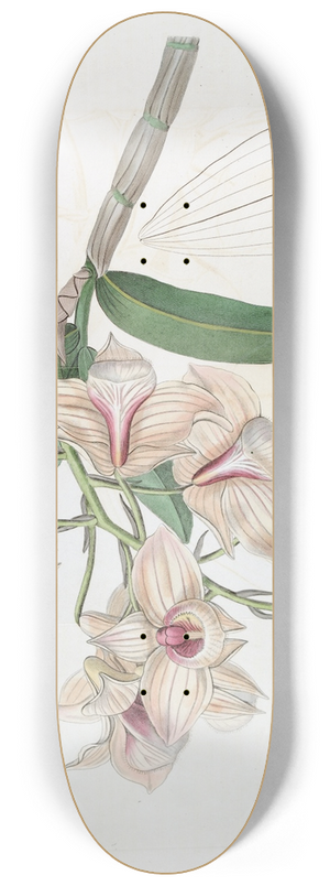 Sydenham Edwards - Copper-coloured Dendrobium 8.25 inch art skate deck