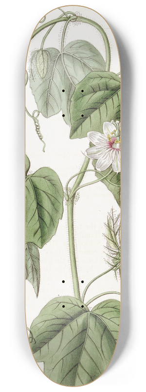 Sydenham Edwards - Cotton-leaved Passionflower 8.25 inch art skate deck