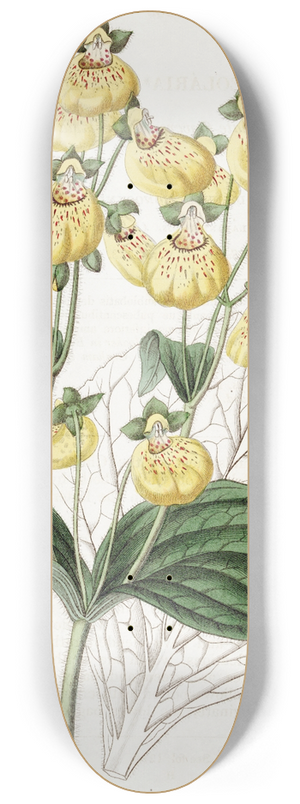 Sydenham Edwards - Crenate-flowered Calceolaria 8.25 inch art skate deck