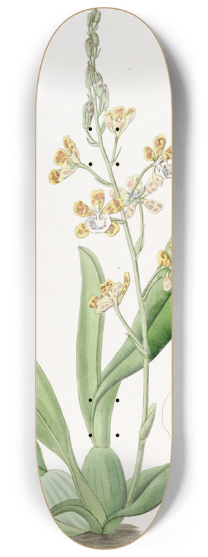Sydenham Edwards - Crescent-lipped Oncidium 8.25 inch art skate deck