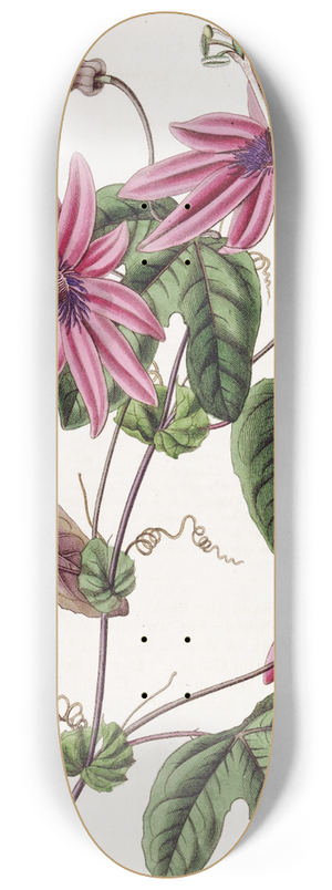 Sydenham Edwards - Crimson Passionflower 8.25 inch art skate deck