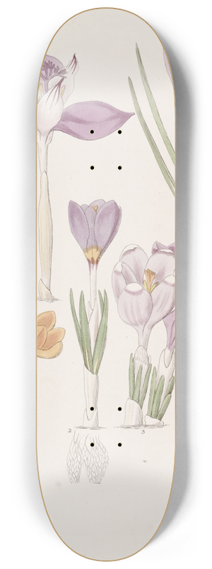 Sydenham Edwards - Crocuses. 8.25 inch art skate deck