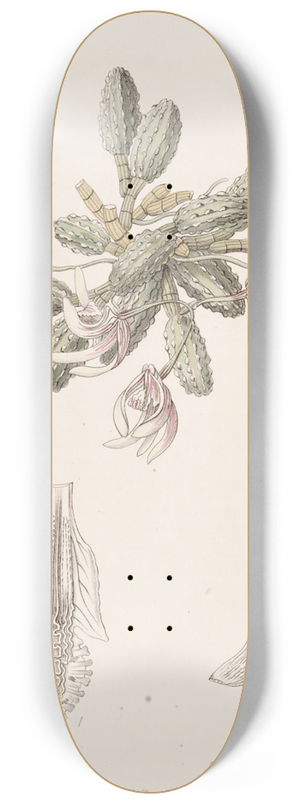 Sydenham Edwards - Cucumber Dendrobium 8.25 inch art skate deck