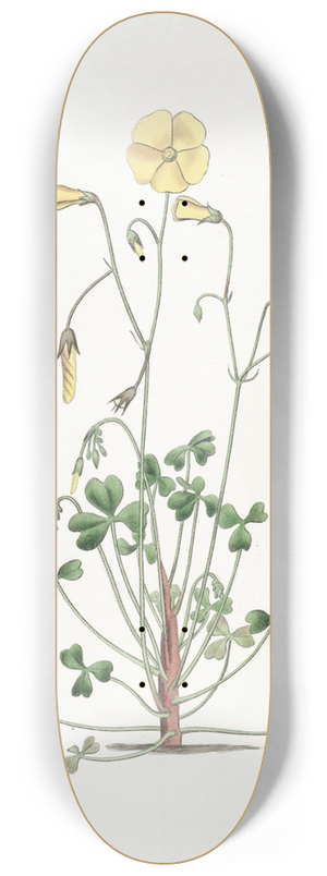 Sydenham Edwards - Cummings Oxalis 8.25 inch art skate deck