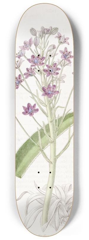 Sydenham Edwards - Cupanis Squill 8.25 inch art skate deck