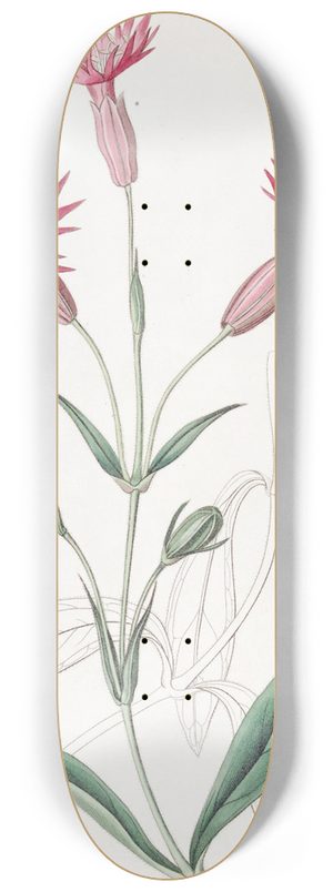 Sydenham Edwards - Cut-flowered Catchfly 8.25 inch art skate deck