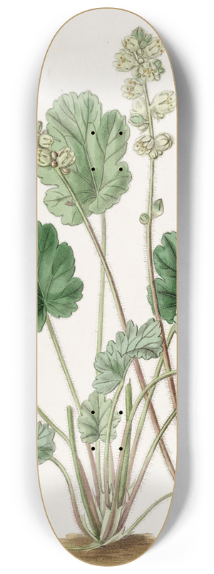 Sydenham Edwards - Cylindrical Heuchera 8.25 inch art skate deck