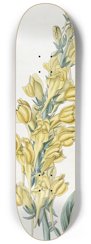 Sydenham Edwards - Dalmatian Toad-flax 8.25 inch art skate deck