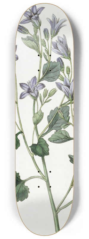 Sydenham Edwards - Dalmatian Wall Campanula 8.25 inch art skate deck