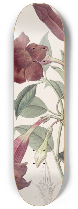 Sydenham Edwards - Dark-purple Echites 8.25 inch art skate deck