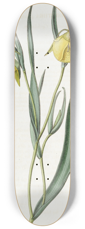 Sydenham Edwards - Deep-yellow Cyclobothra 8.25 inch art skate deck