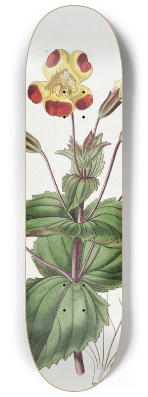 Sydenham Edwards - Didynamia Angiospermia 8.25 inch art skate deck