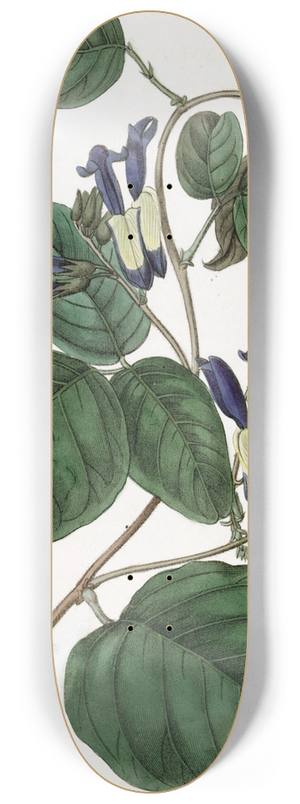 Sydenham Edwards - Dingy-flowered Kennedya 8.25 inch art skate deck