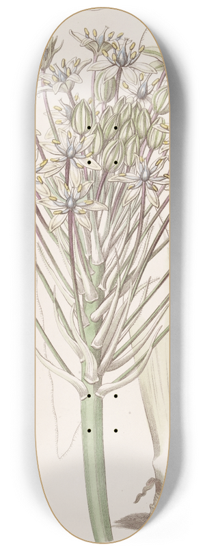 Sydenham Edwards - Dingy-flowered Peruvian Squill 8.25 inch art skate deck