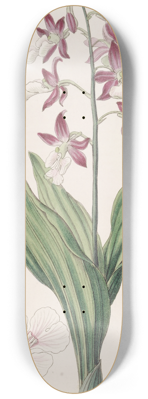 Sydenham Edwards - Discoloured Fairbloom 8.25 inch art skate deck