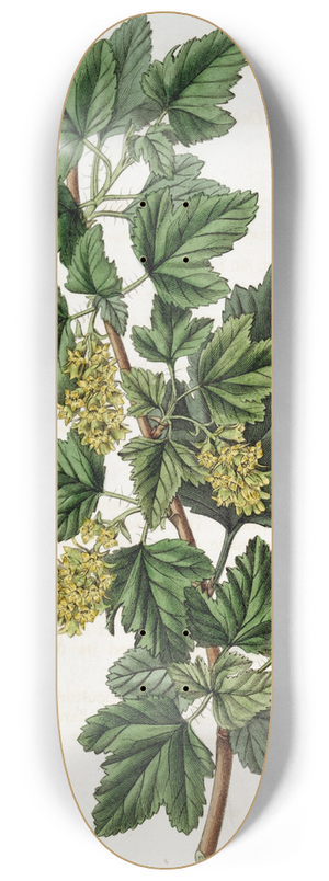 Sydenham Edwards - Dotted Currant 8.25 inch art skate deck
