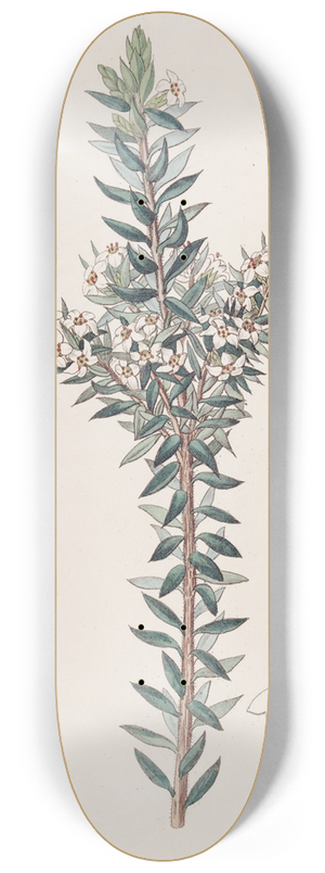 Sydenham Edwards - Doubtful Epacris 8.25 inch art skate deck