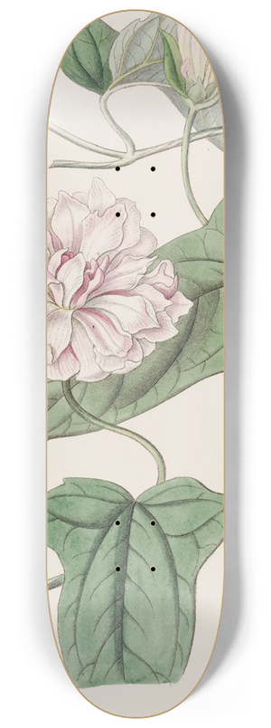 Sydenham Edwards - Downy Bindweed 8.25 inch art skate deck