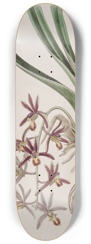 Sydenham Edwards - Downy-lipped Cymbidium 8.25 inch art skate deck