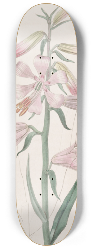Sydenham Edwards - Dr. Thomsons Lily 8.25 inch art skate deck