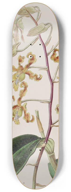 Sydenham Edwards - Dull-coloured Dendrobium 8.25 inch art skate deck