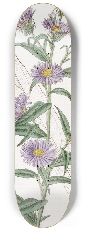Sydenham Edwards - Dwarf Blue Aster 8.25 inch art skate deck