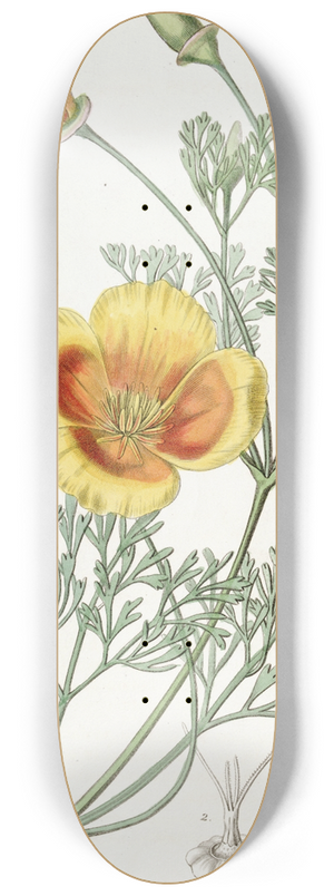 Sydenham Edwards - Dwarf Chryseis 8.25 inch art skate deck