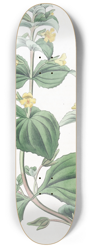 Sydenham Edwards - Dwarf Yellow Monkey-flower 8.25 inch art skate deck