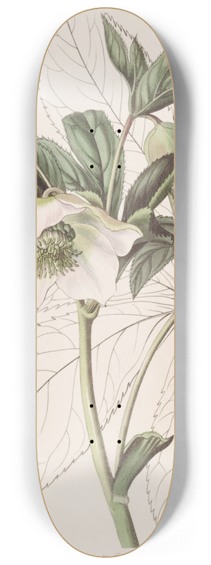 Sydenham Edwards - Eastern Hellebore 8.25 inch art skate deck