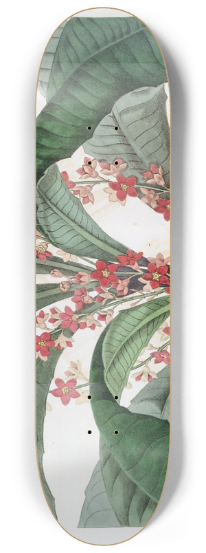 Sydenham Edwards - Elegant Clavija 8.25 inch art skate deck