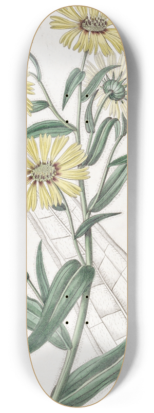 Sydenham Edwards - Elegant Madia 8.25 inch art skate deck